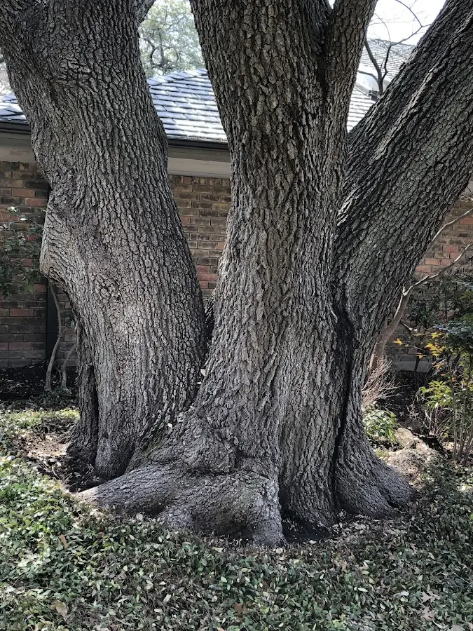 Mature heritage tree close to a Cordova property cared for by certified arborists